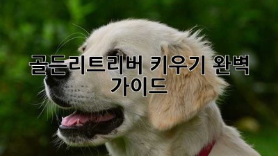 골든리트리버 키우기 완벽 가이드